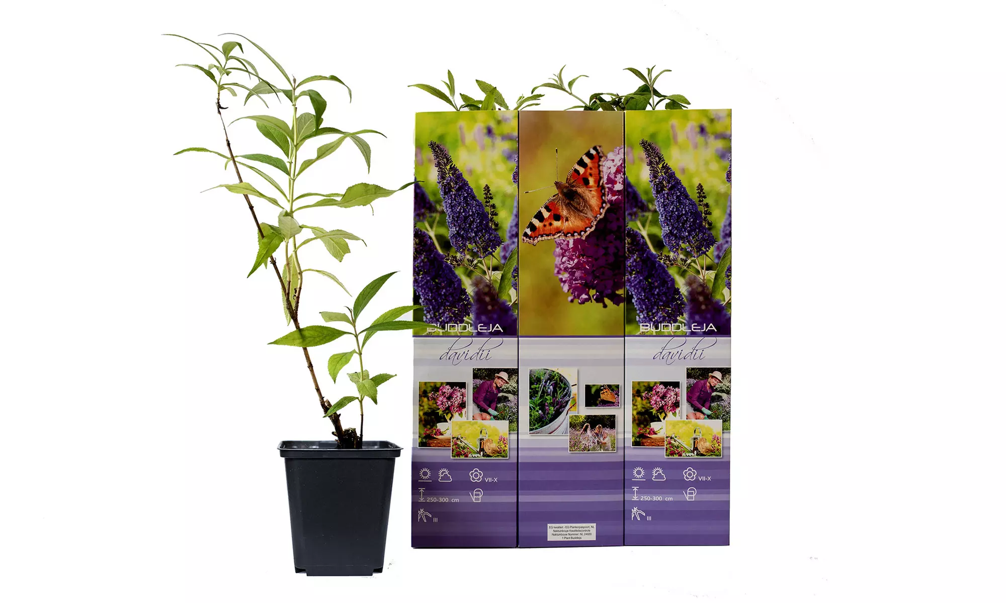 3x oder 6x Schmetterlingsflieder "Buddleja davidii"