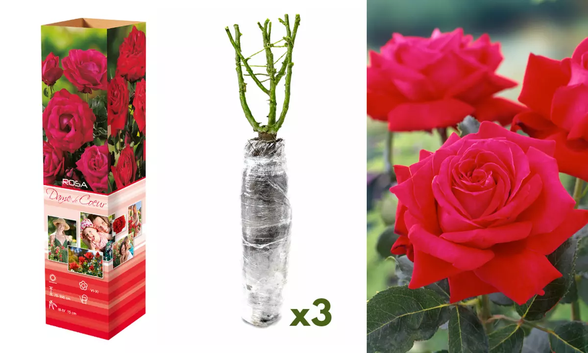 3er- oder 6er-Set Rosen