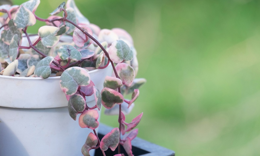 Image 10: Mixed Selection of Hanging Houseplants - Potted Plants