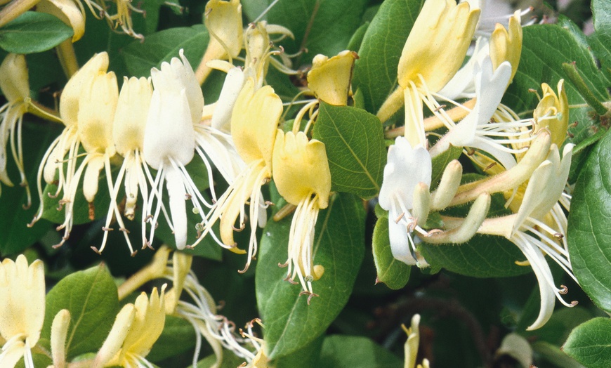 Image 7: Fragrant hardy shrubs 