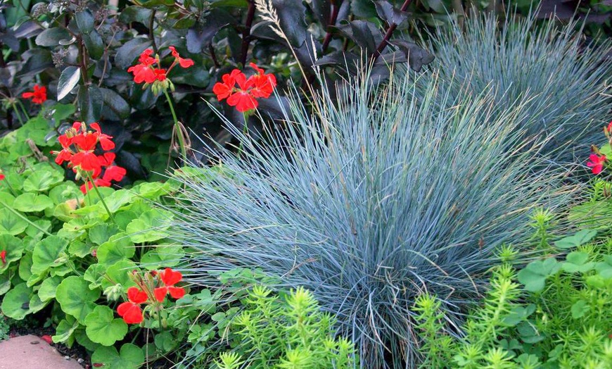 Image 2: Festuca Glauca planten