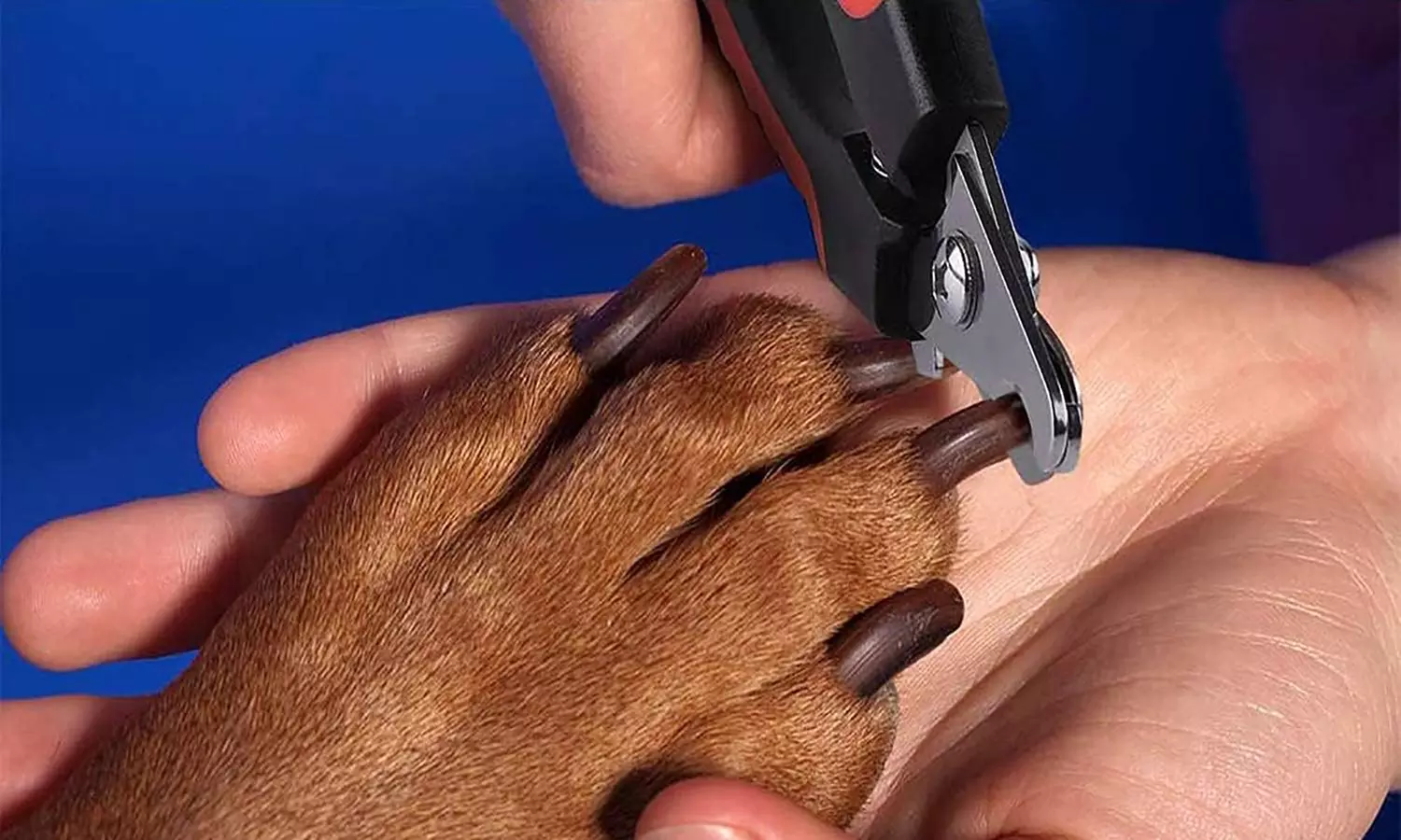 Kit de coupe d'ongles pour animaux - Primary Image