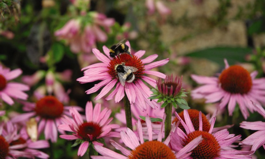 Image 9: Perennial Plant Collection Japanese Anemone, Echinacea and Delphinium