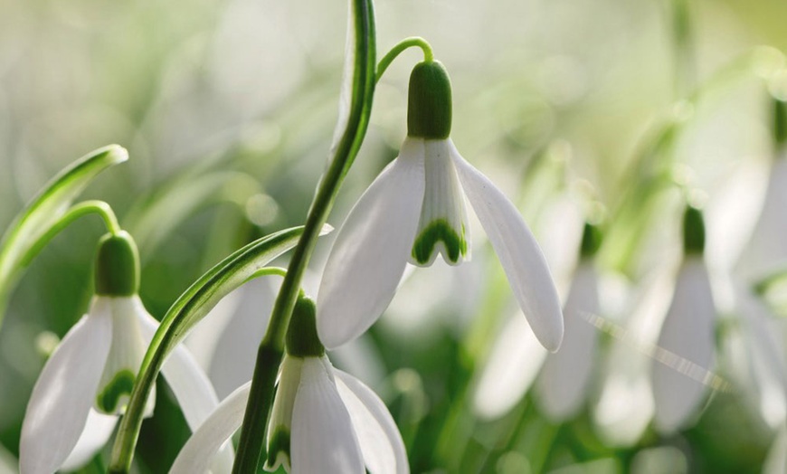 Image 3: 50, 100 or 200 Snowdrop Single-Flowered Bulbs