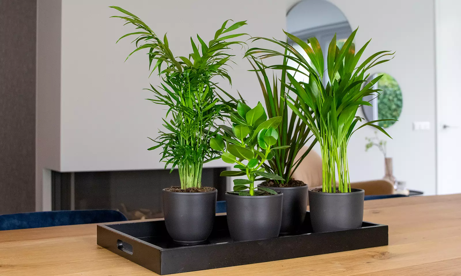 4 plantas mixtas de interior o para mascotas - Second Medium