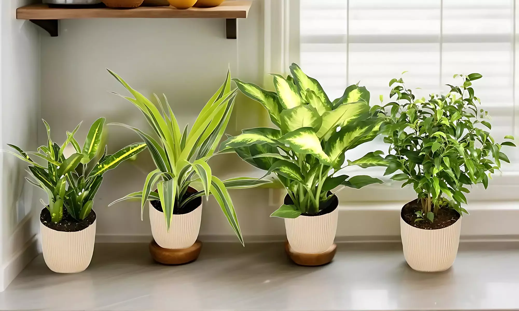 4er-Set trendige Zimmerpflanzen in stilvoller Verpackung
