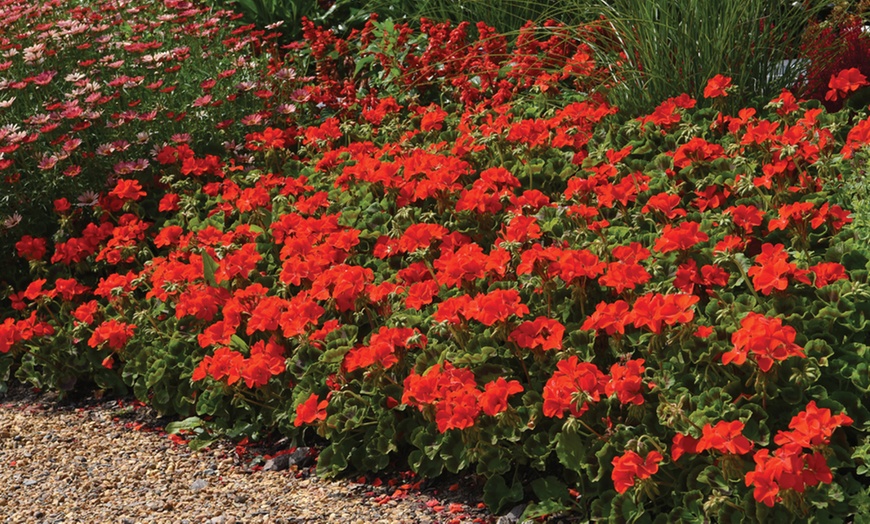 Image 7: 15 or 30 Geranium Best Red Garden-Ready Plants