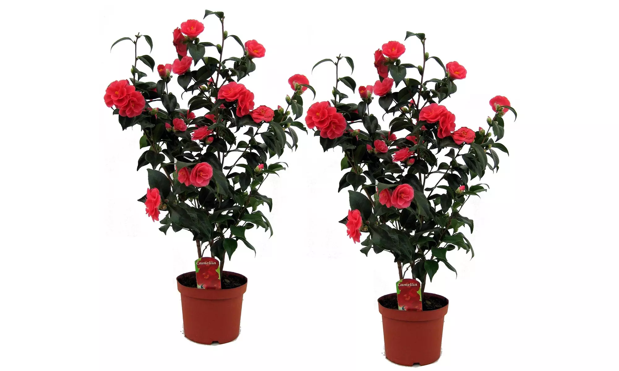 1x oder 2x Japanische Kamelie mit dekorativen Blüten - Second Medium