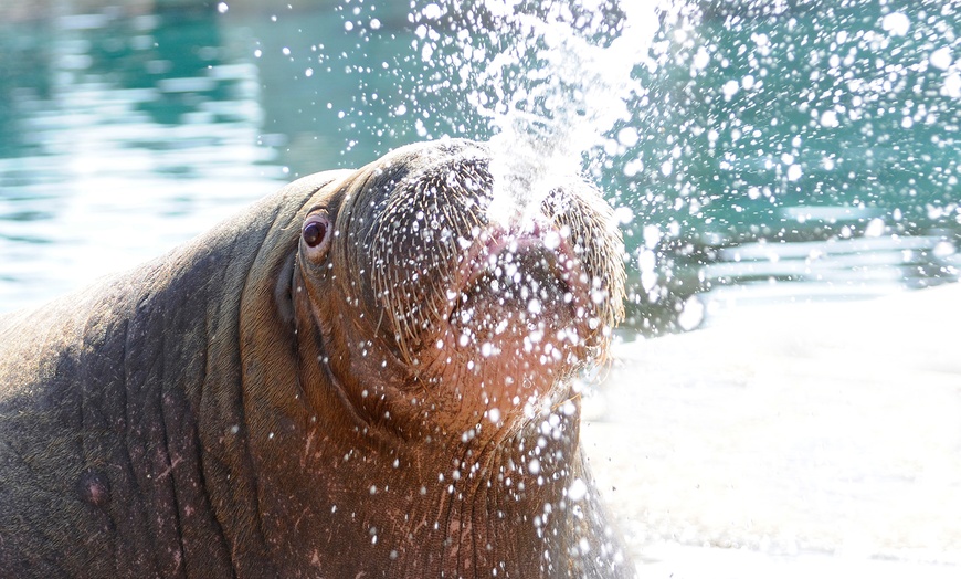 Image 5: Eintrittskarte Dolfinarium
