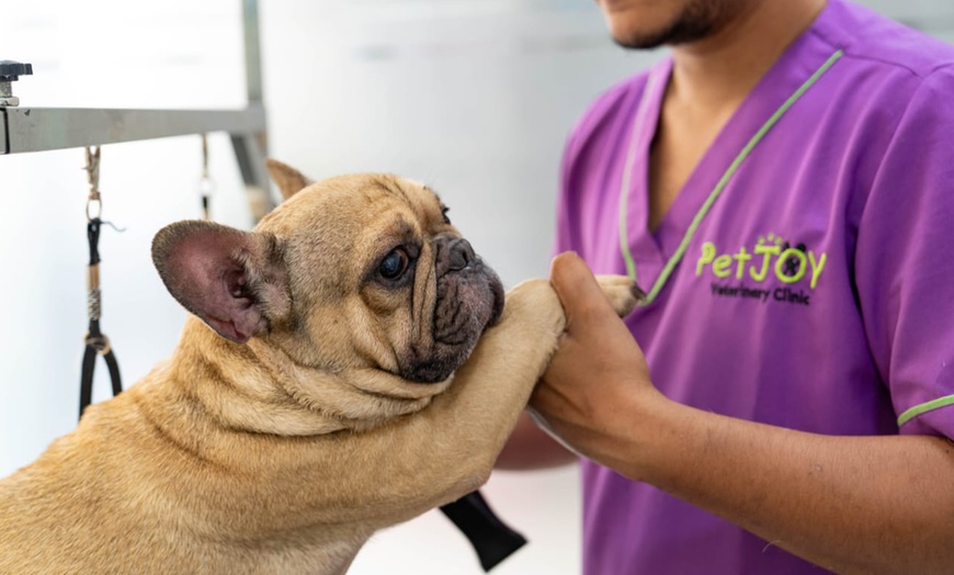 Image 2: Full Dental scaling for Pets at Pet Joy Veterinary Clinic