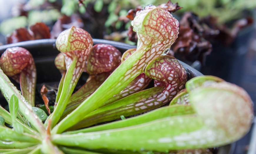 Image 9: Carnivorous Plants with Pots