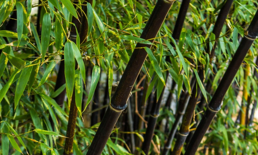 Image 1: 3x oder 6x Schwarzer Bambus (Fargesia nitida 'Black Dragon')