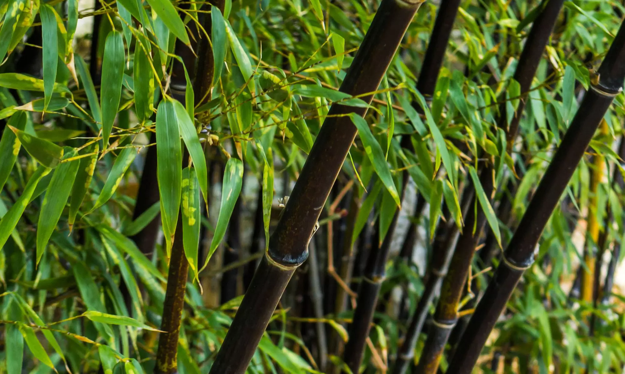 3x oder 6x Schwarzer Bambus (Fargesia nitida 'Black Dragon') - Primary Image