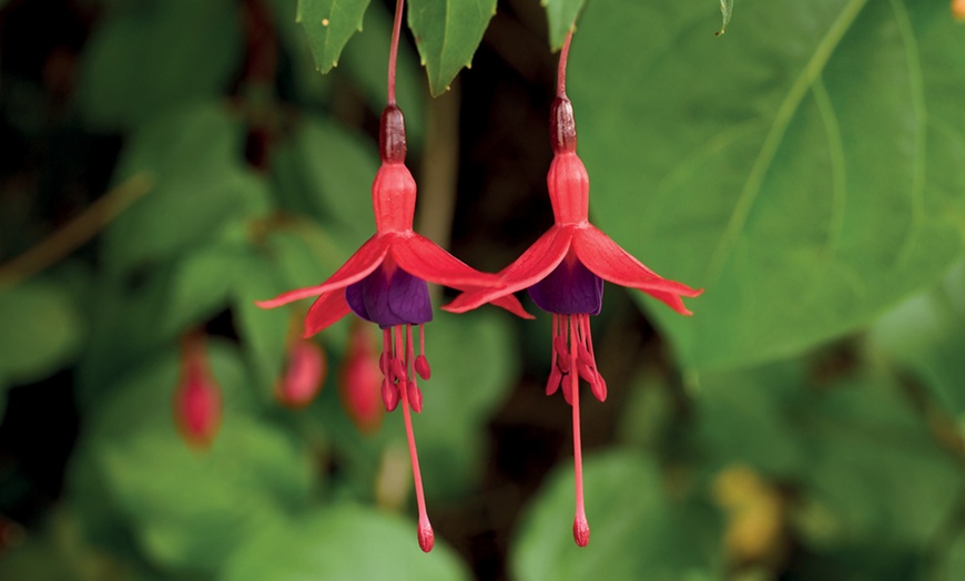 Image 5: Fuchsia Riccartonii Hardy Shrub - One or Three Plants