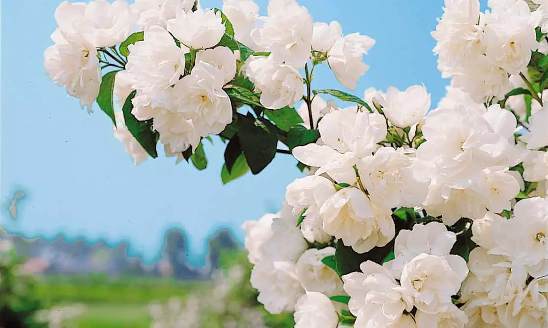 Haie fleurie et parfumée, 12 arbustes - 15-20 cm à la livraison pot inclus - Second Medium