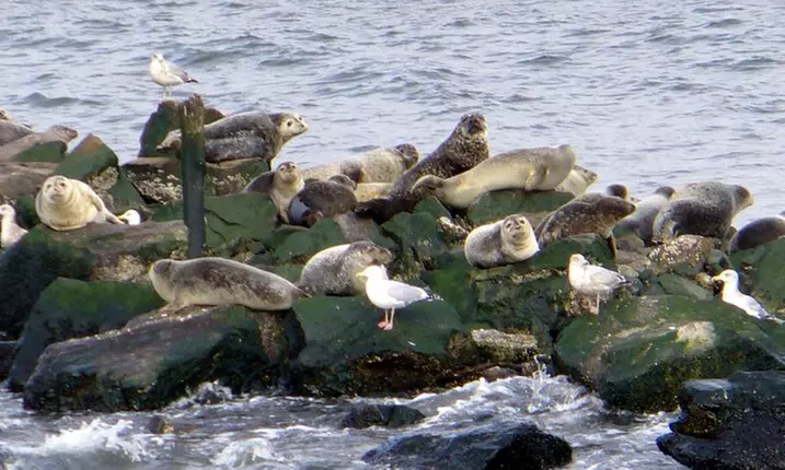 Winter Seal & Bird Watching Adventure Cruise from American Princess Cruises (Up to 50% Off)       - Primary Image