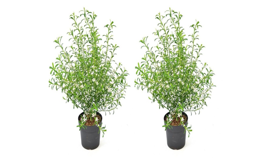 One or Two Eriostemon Myoporoides Gin and Tonic Plant 8cm Pots | Groupon