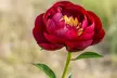 Peony Buckeye Belle Plants – 1, 2 or 4 Plants - Second Medium