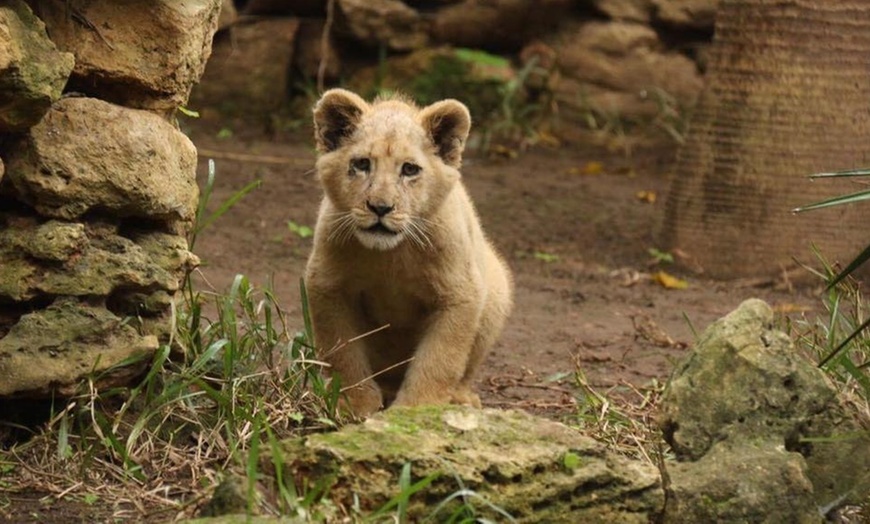 Image 1: Visita al Zoo Castellar