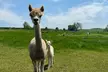 60-Minute Baby Alpaca Experience or Alpaca Walking Experience with Afternoon Tea for One or Two (Up to 35% Off) - Image 4