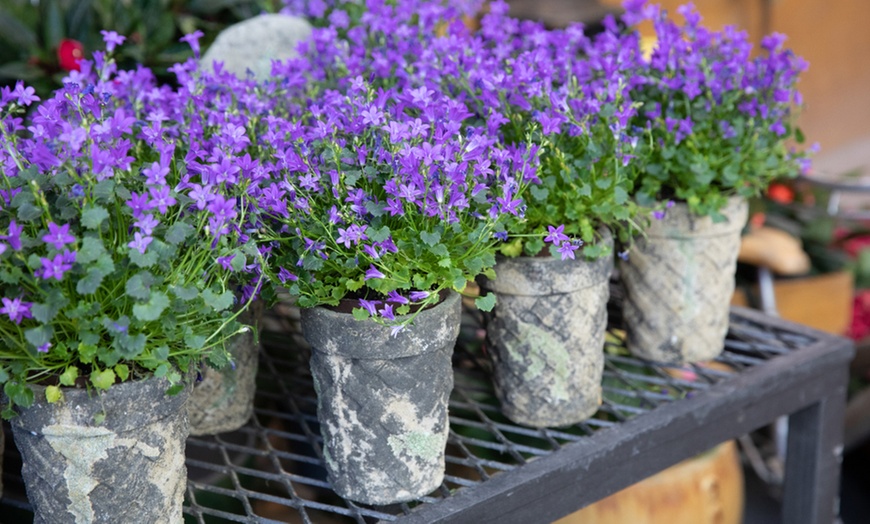 Image 2: Campanula Plants