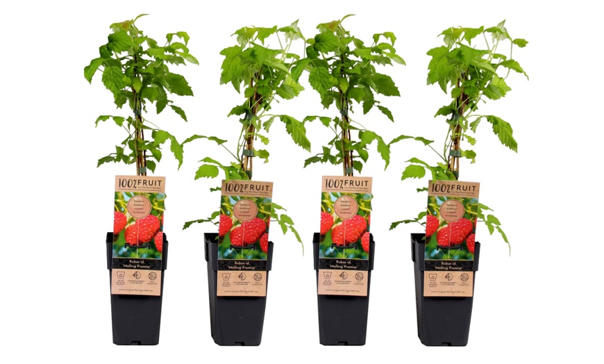 Image 2: Jusqu'à 4 packs de plantes fruitières