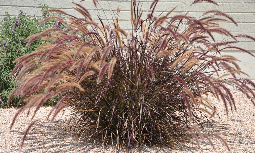 Image 1: Pennisetum Rubrum