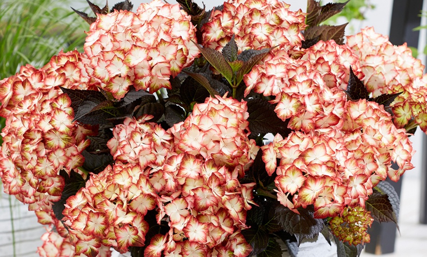 Image 2: Hydrangea Light My Fire 2 Litre Pot