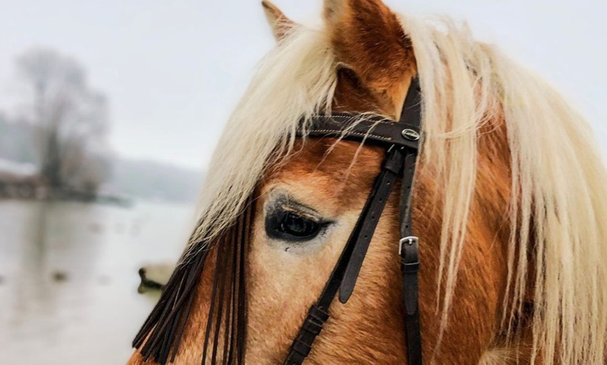 Image 2: Bis zu 10 Einheiten: Achtsame Pferdezeit für Groß und Klein