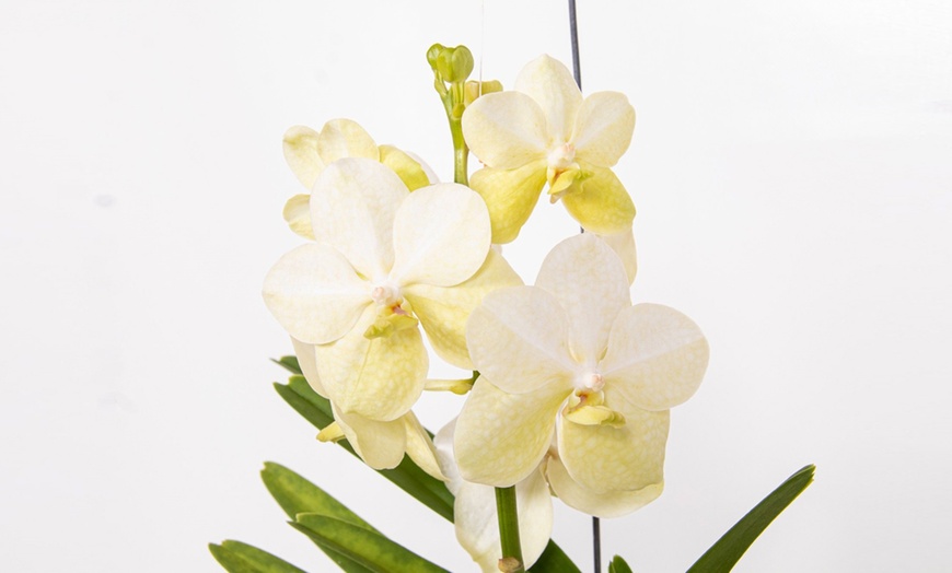 Image 13: Rootz Orchidee