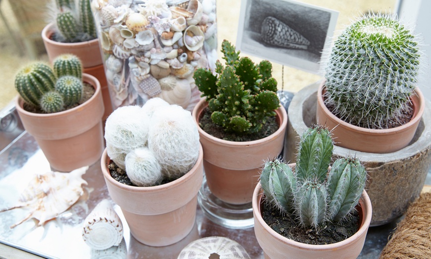 Image 2: Set of Mixed Mini Cacti Varieties