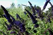 2er- oder 4er-Set Buddleja Schmetterlingspflanzen, inkl. Versand - Second Medium