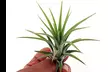 Lot de 6 ou 12 plantes aériennes "Tillandsia" avec livraison offerte - Image 3