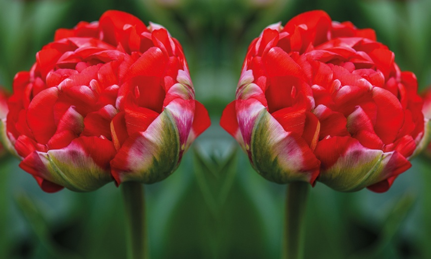 Image 2: 5, 10 or 20 Tulip 'Boombastic Red' Hardy Bulbs