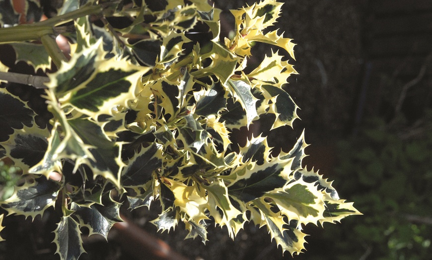 Image 5: One or Two Holly 'Argentea Marginata' Standard 2-Litre Potted Plants