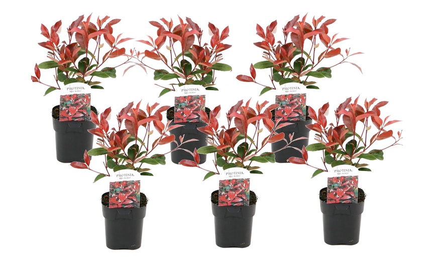 Image 10: 2, 4 o 6 piante di Photinia Red Robin