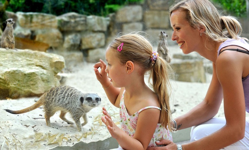 Image 7: Tiere hautnah erleben: Eintritt in den Allwetterzoo für Groß / Klein