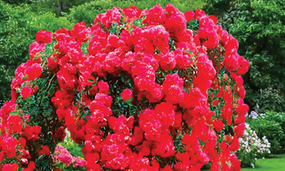 4er- oder 6er-Set Stammrosen