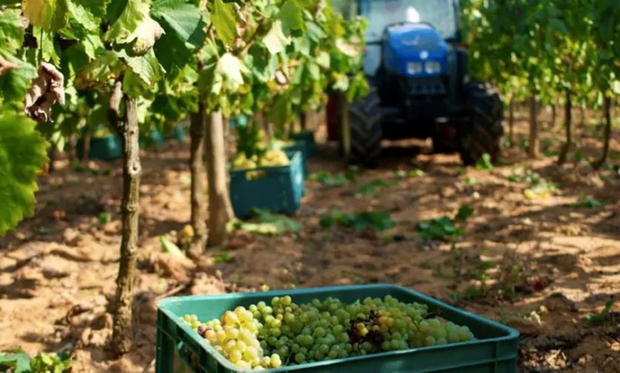 Image 4: Cata de vinos y paseo por el viñedo de Can Roda Bodega