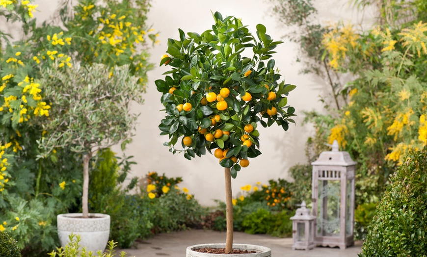 Image 5: Citrus Calamondin mini-sinaasappelboom