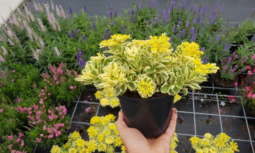 Image 7: Sedum Atlantis Plant