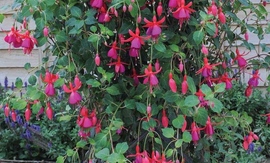 Image 2: Climbing Fuchsia Fusion