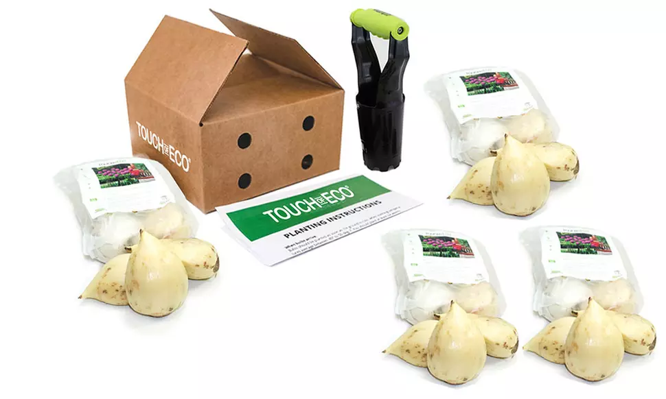 Snow White American Allium Flower Bulbs (15-, 30-, or 60-Pack with Bulb Planter) - Image 6