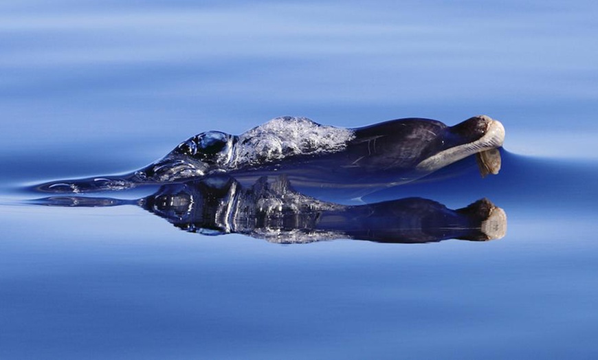 Image 8: Dolphin-Watching Cruise