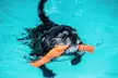 Doggy Fun Swim With Hydrotherapist at K9 Swim ( Up to 36%Off) - Second Medium