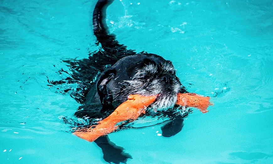 Image 6: Doggy Fun Swim at K9 Swim