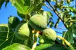 Green Fig Fruit Tree - 1 or 2 Potted Plants - Image 4