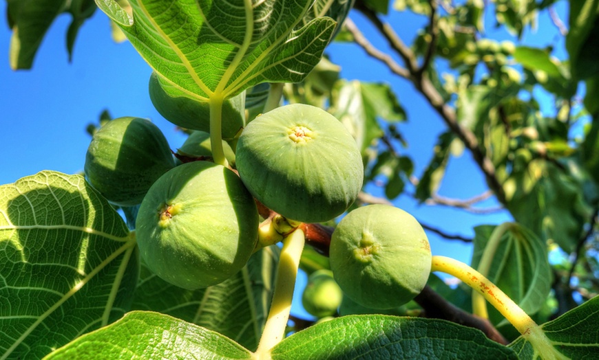 Image 4: Green Fig Fruit Tree - 1 or 2 Potted Plants