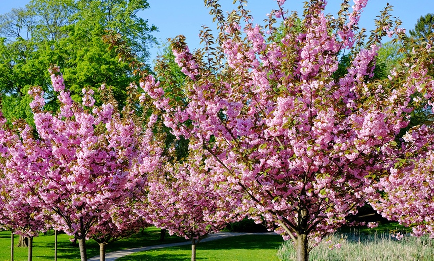 Image 1: Flowering Cherry Almond Tree