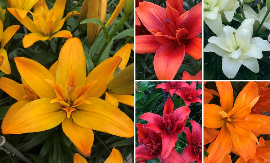 Image 1: Double Pollen Free Lily Collection - 2 or 10 Bulbs